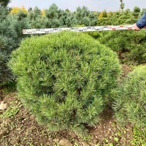 Pinus uncinata - koule